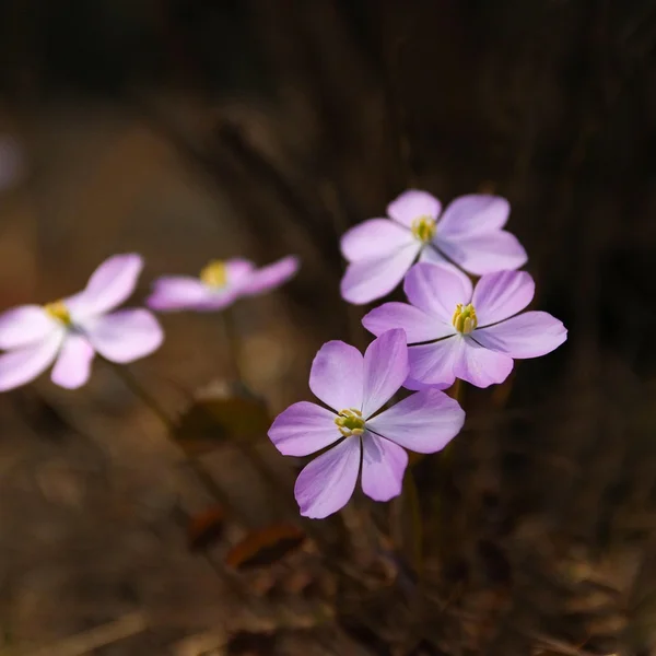 问鼎娱乐百家乐游戏
